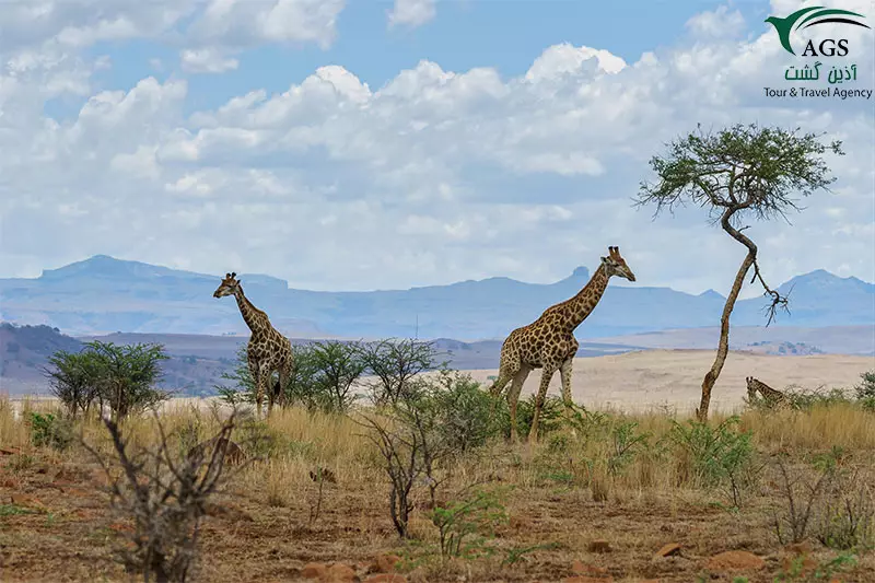 تور آفریقای جنوبی تور آفریقای جنوبی